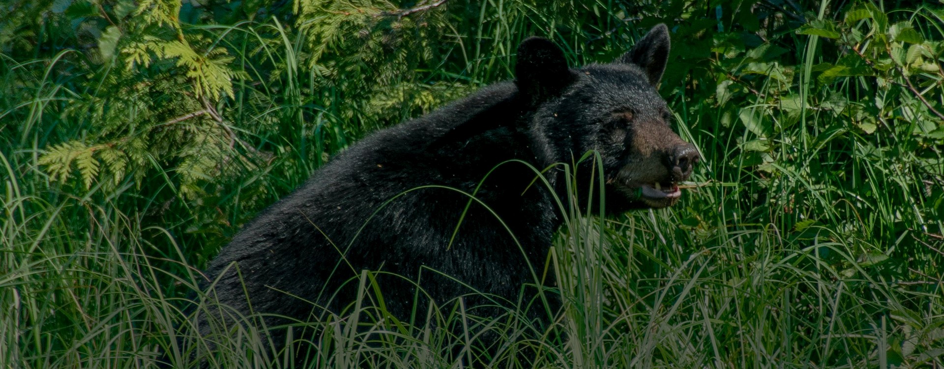 Upper Peninsula Bear Hunting Guides