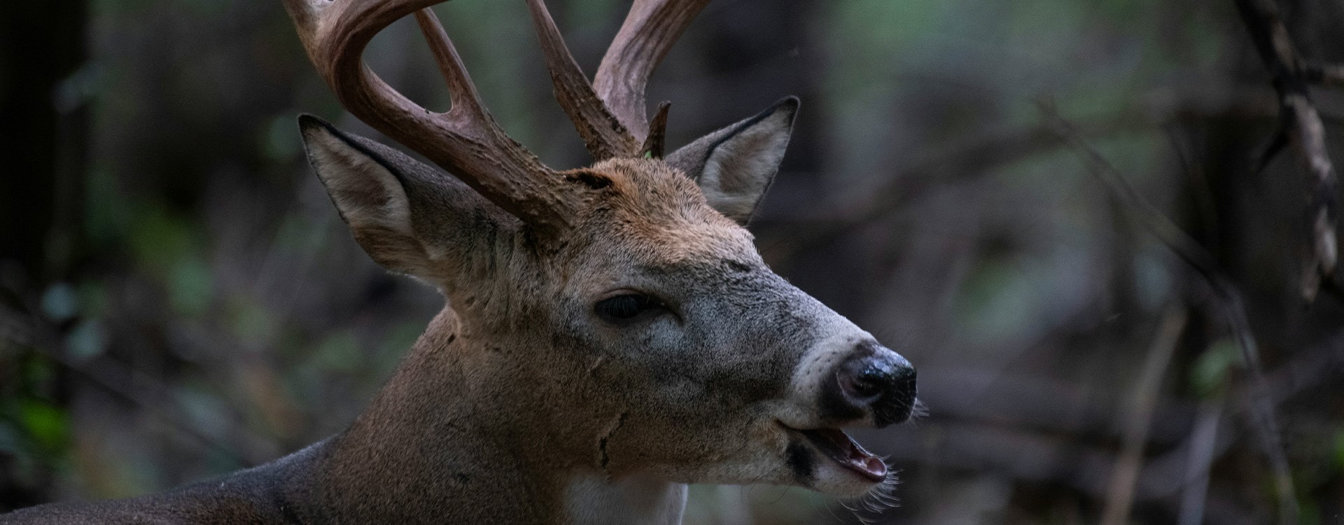 Upper Peninsula Deer Hunting Guides