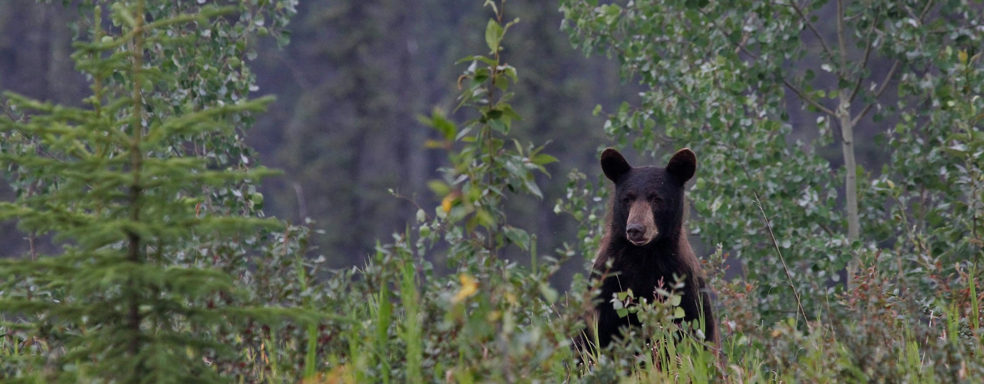 Upper Peninsula Hunting & Fishing Guides