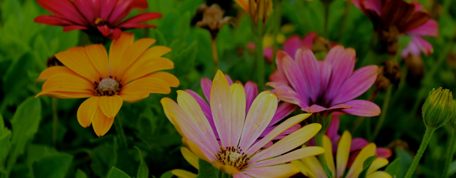 Upper Peninsula Nurseries